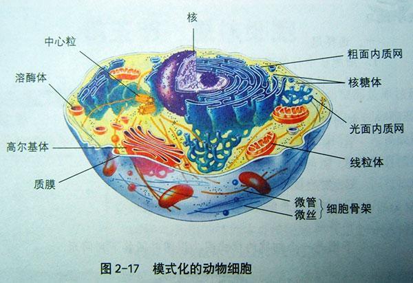 繁殖细胞进口代理 繁殖细胞进口公司 进口繁殖细胞清关